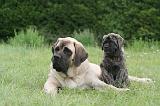 MASTIFF 023
